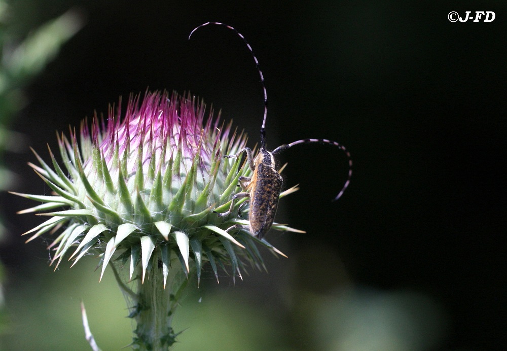 Cerambycidae: Agapanthia sicula malmerendi